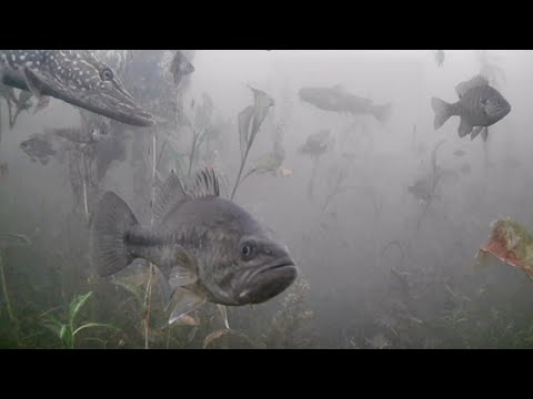 HUNDREDS of FISH! Super CLEAR Underwater Footage - Ice Fishing video thumbnail
