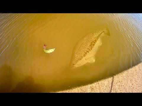 GIGANTIC BASS crush SWIMBAIT RIGHT AT THE BANK!