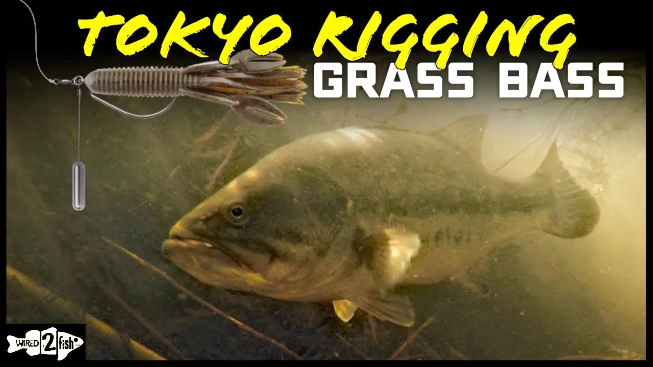 Watch Tokyo Rigging Grass for Late Summer Bass Video on