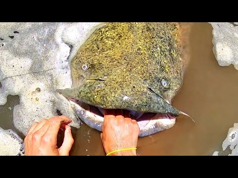 Watch The BIGGEST CATFISH I've EVER SEEN!! (INSANE) Video on