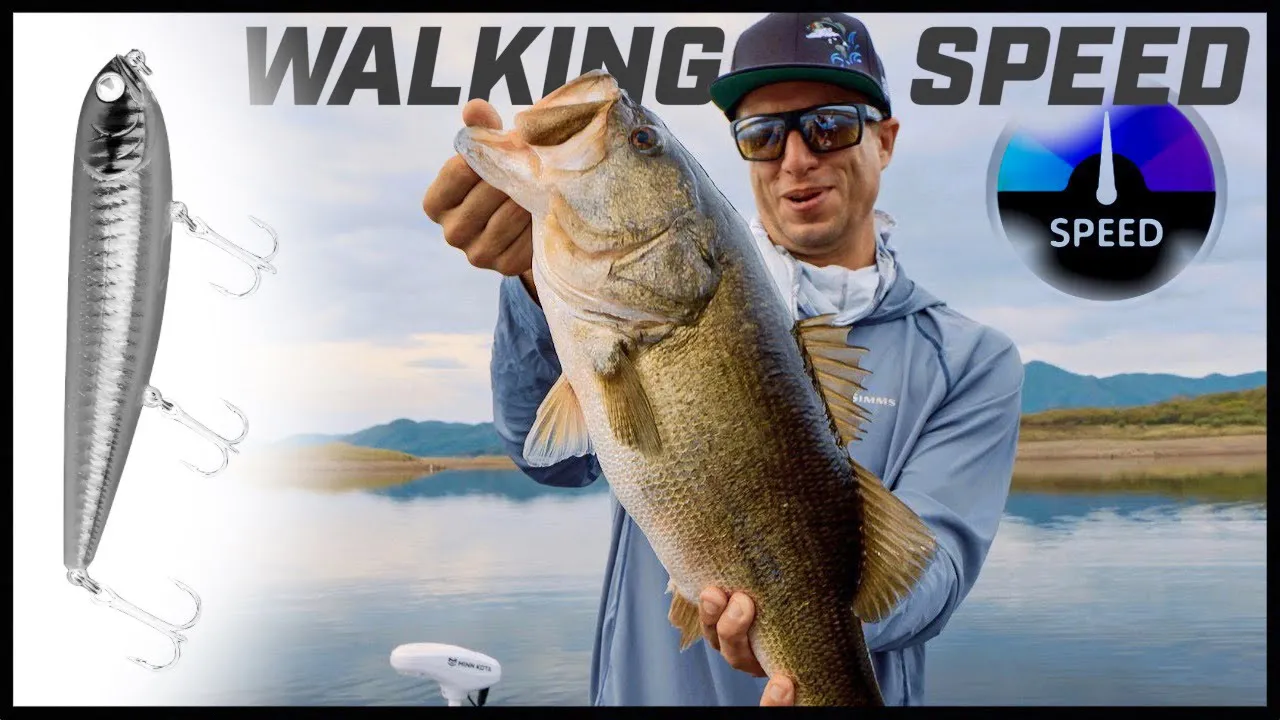 Watch Topwater Walking Baits  How Speed Triggers Bass Video on