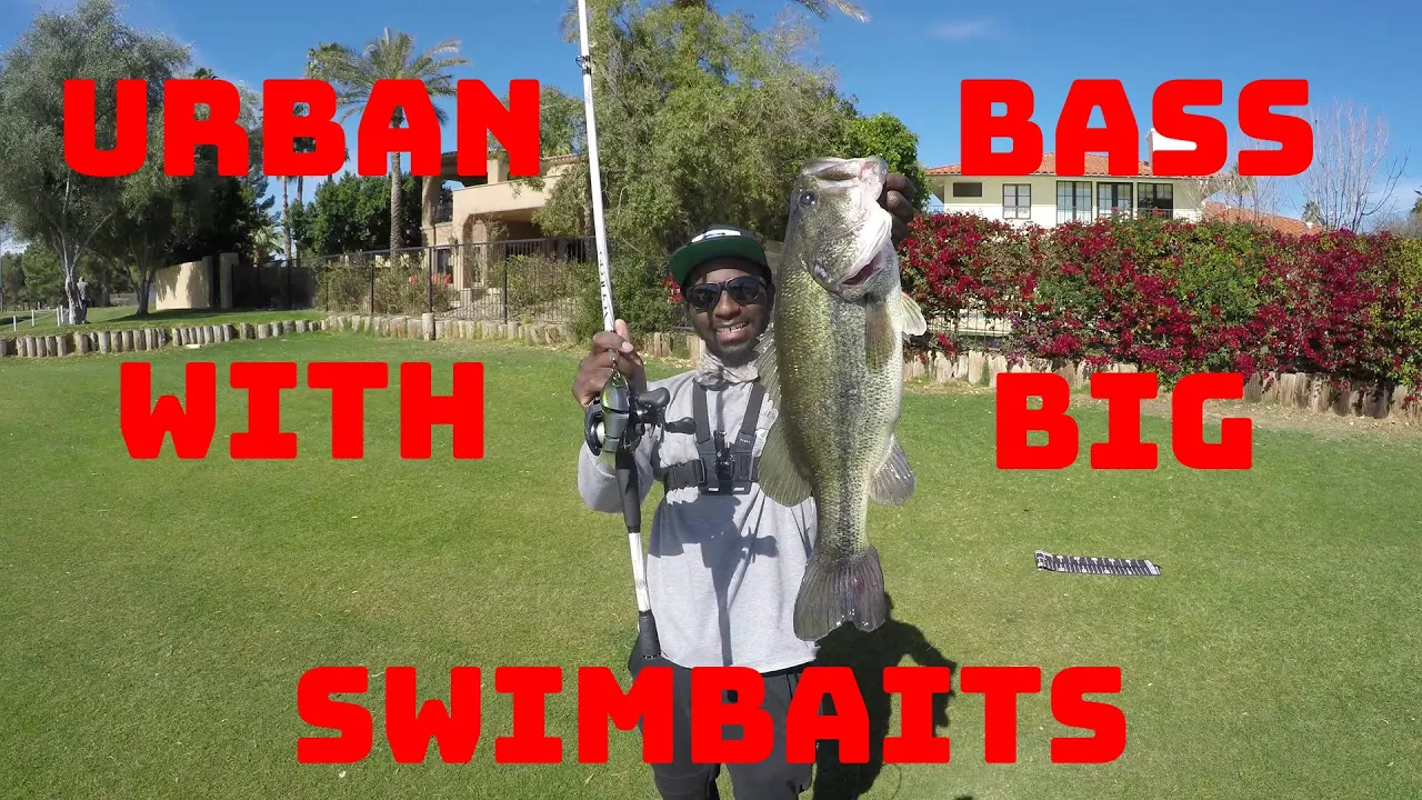 Watch How I Catch Bass With Big Swimbaits At Small Pressured Urban