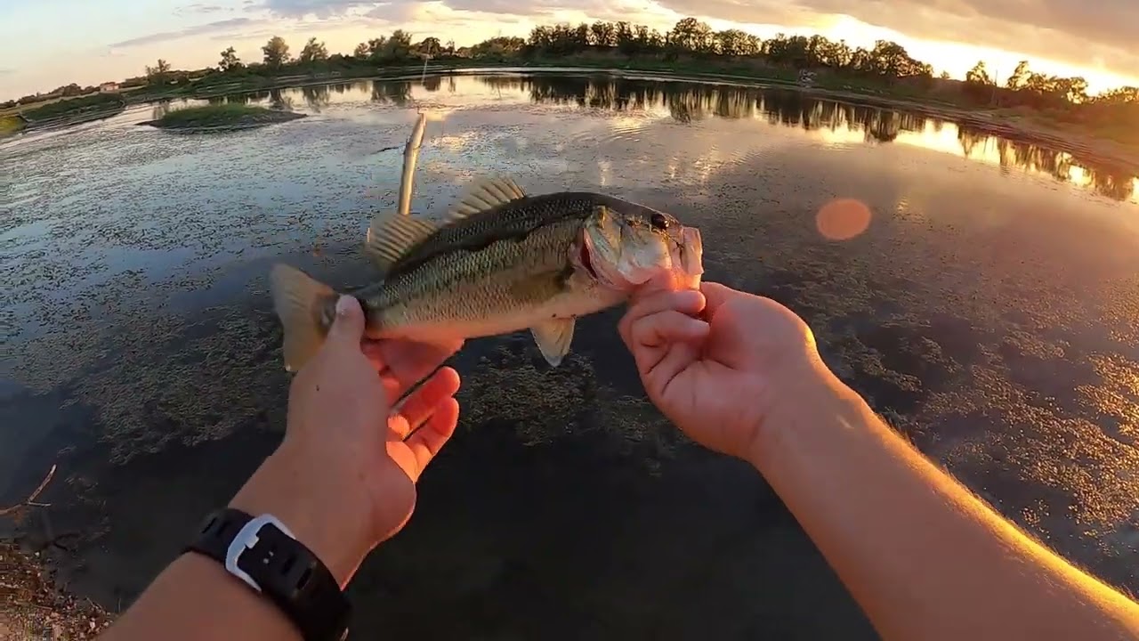 Riot Baits Fuzzy Beaver Lure Review 