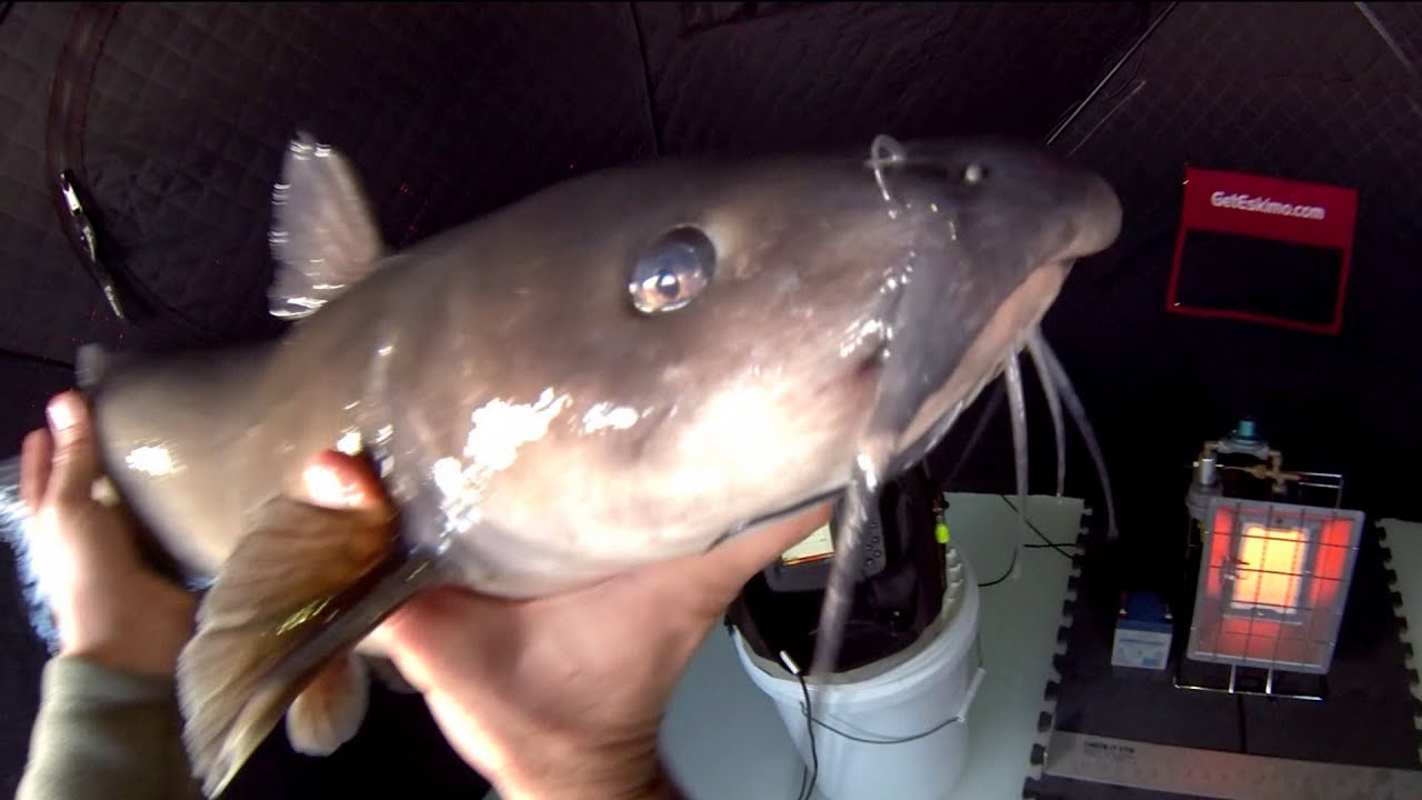 ROBOTIC FISHING LURE Vs. LIVE BAIT For Big Bass (Male KAREN Hates
