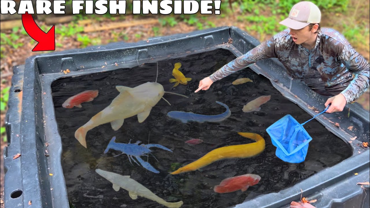 Watch I Found Mysterious Fish LIVING in ABANDONED MUD POND! Video on ...