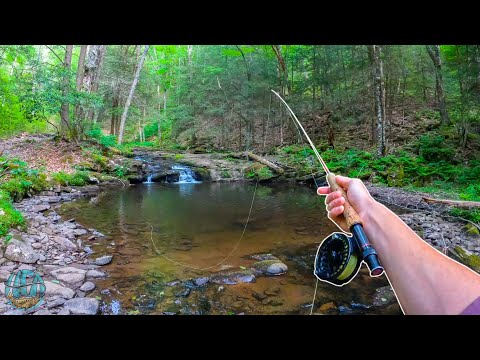 Fly Fishing for INCREDIBLE Trout!! video thumbnail