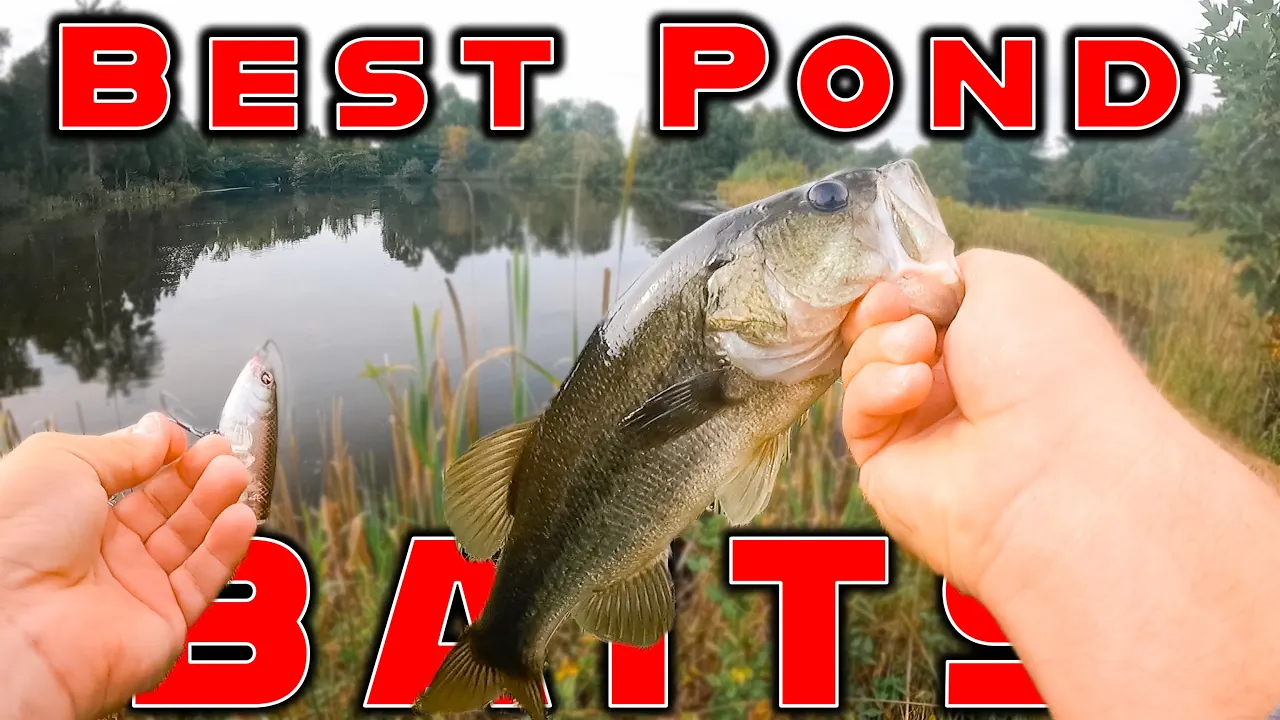 What is the best bait for perch?