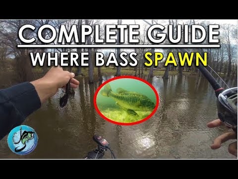Watch Best Areas for Spawning Bass  Spawn Bass Fishing Tips for Spring  Video on